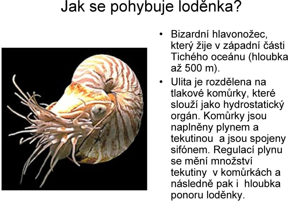 Ulita je rozdělena na tlakové komůrky, které slouží jako hydrostatický orgán.