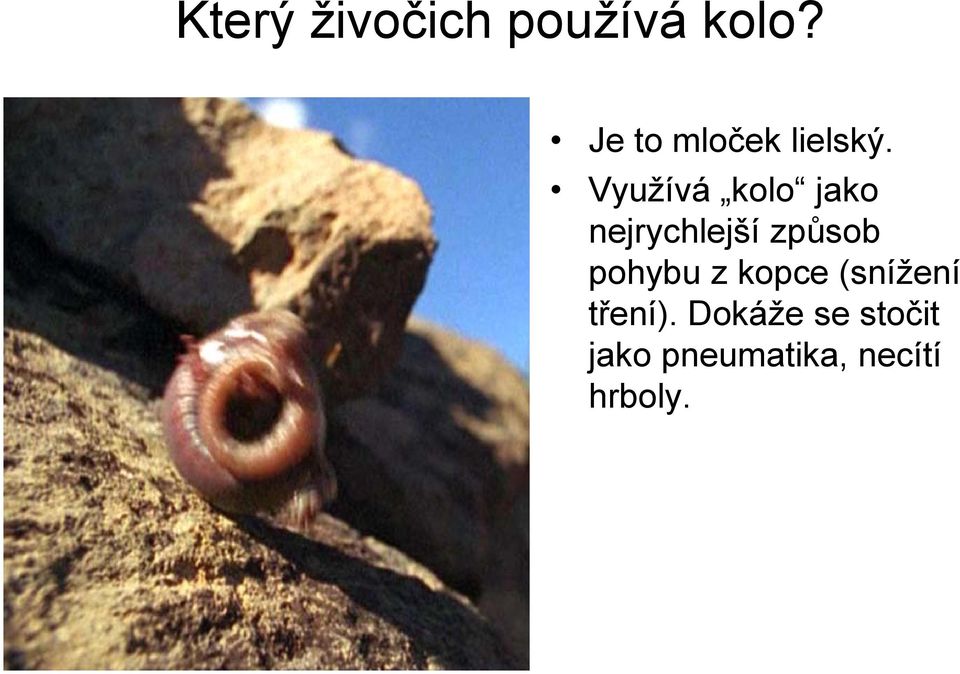 Využívá kolo jako nejrychlejší způsob