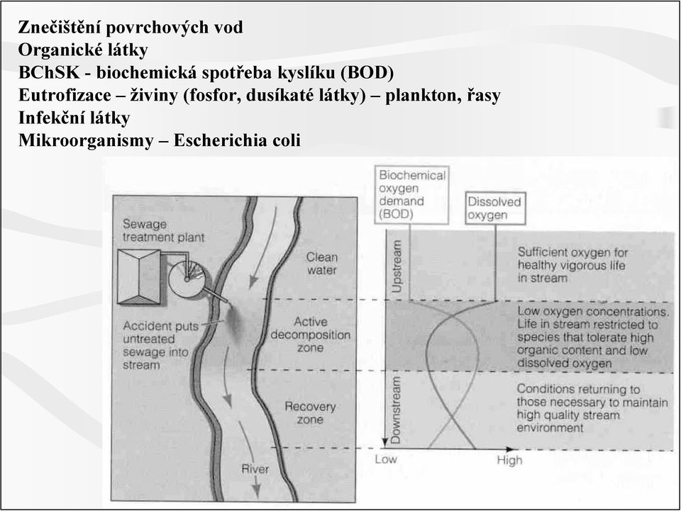 živiny (fosfor, dusíkaté látky) plankton, řasy