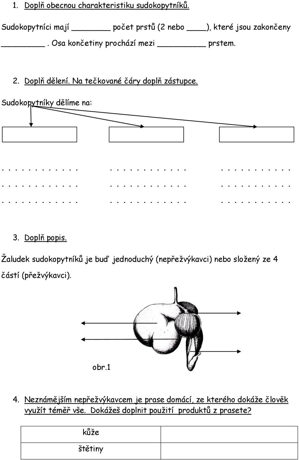 Doplň popis. Žaludek sudokopytníků je buď jednoduchý (nepřežvýkavci) nebo složený ze 4 částí (přežvýkavci). obr.1 4.