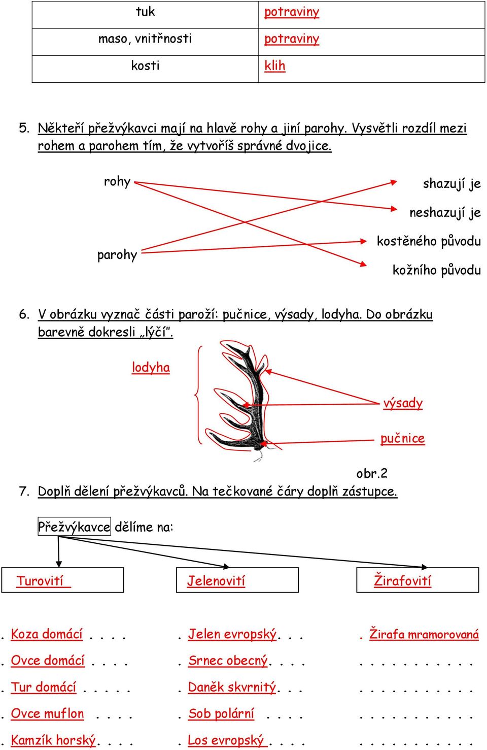 lodyha výsady pučnice obr.2 7. Doplň dělení přežvýkavců. Na tečkované čáry doplň zástupce. Přežvýkavce dělíme na: Turovití Jelenovití Žirafovití. Koza domácí..... Jelen evropský.