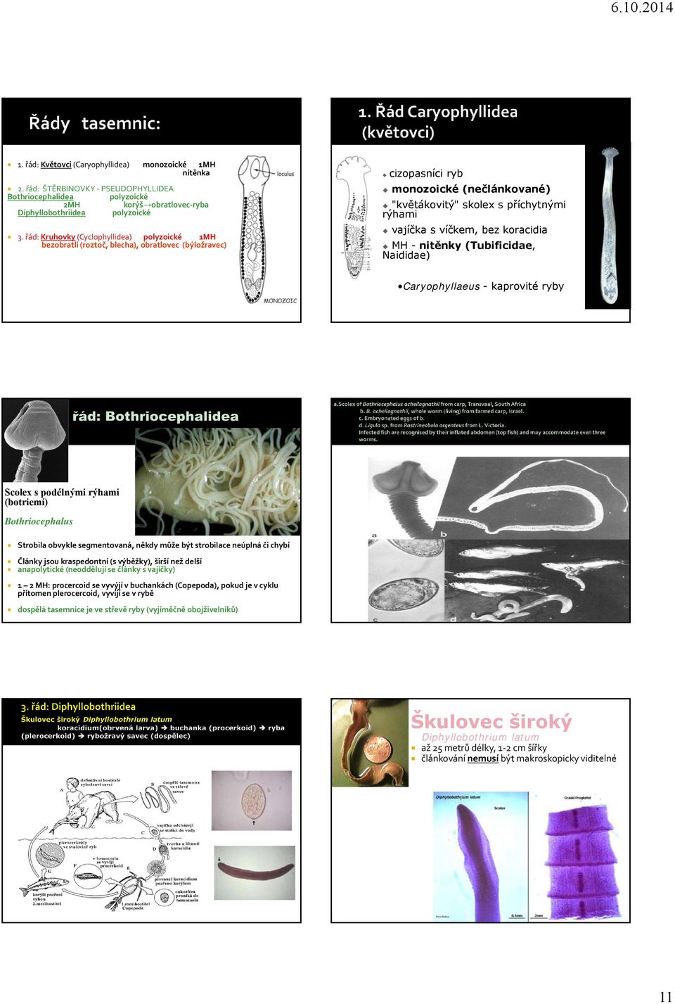 víčkem, bez koracidia MH - nitěnky (Tubificidae, Naididae) Caryophyllaeus - kaprovité ryby Scolex s podélnými rýhami (botriemi) Bothriocephalus Strobila obvykle segmentovaná, někdy může být