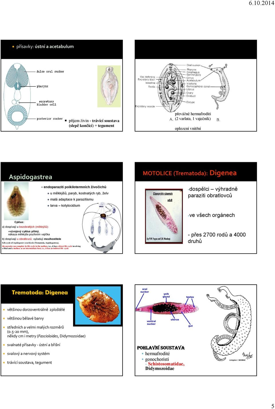 cyklus přímý, nákaza měkkýše pozřením vajíčka b) dospívají u obratlovců: vyžadují mezihostitele Life cycle of Aspidogaster conchicola (Trematoda, Aspidogastrea).