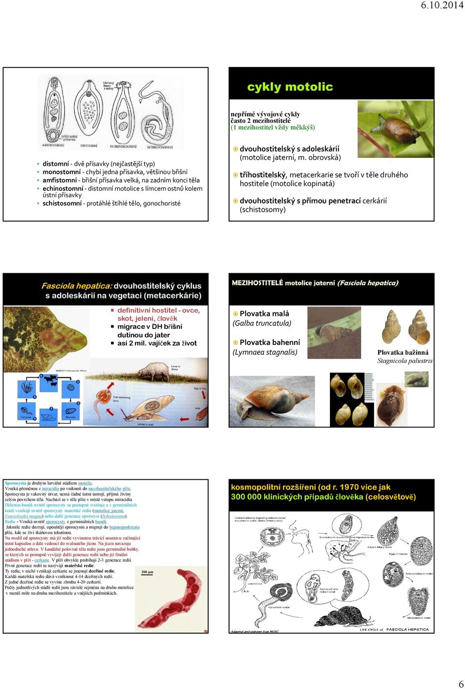 obrovská) tříhostitelský, metacerkarie se tvoří v těle druhého hostitele (motolice kopinatá) dvouhostitelský s přímou penetrací cerkárií (schistosomy) definitivní hostitel - ovce, skot, jeleni,