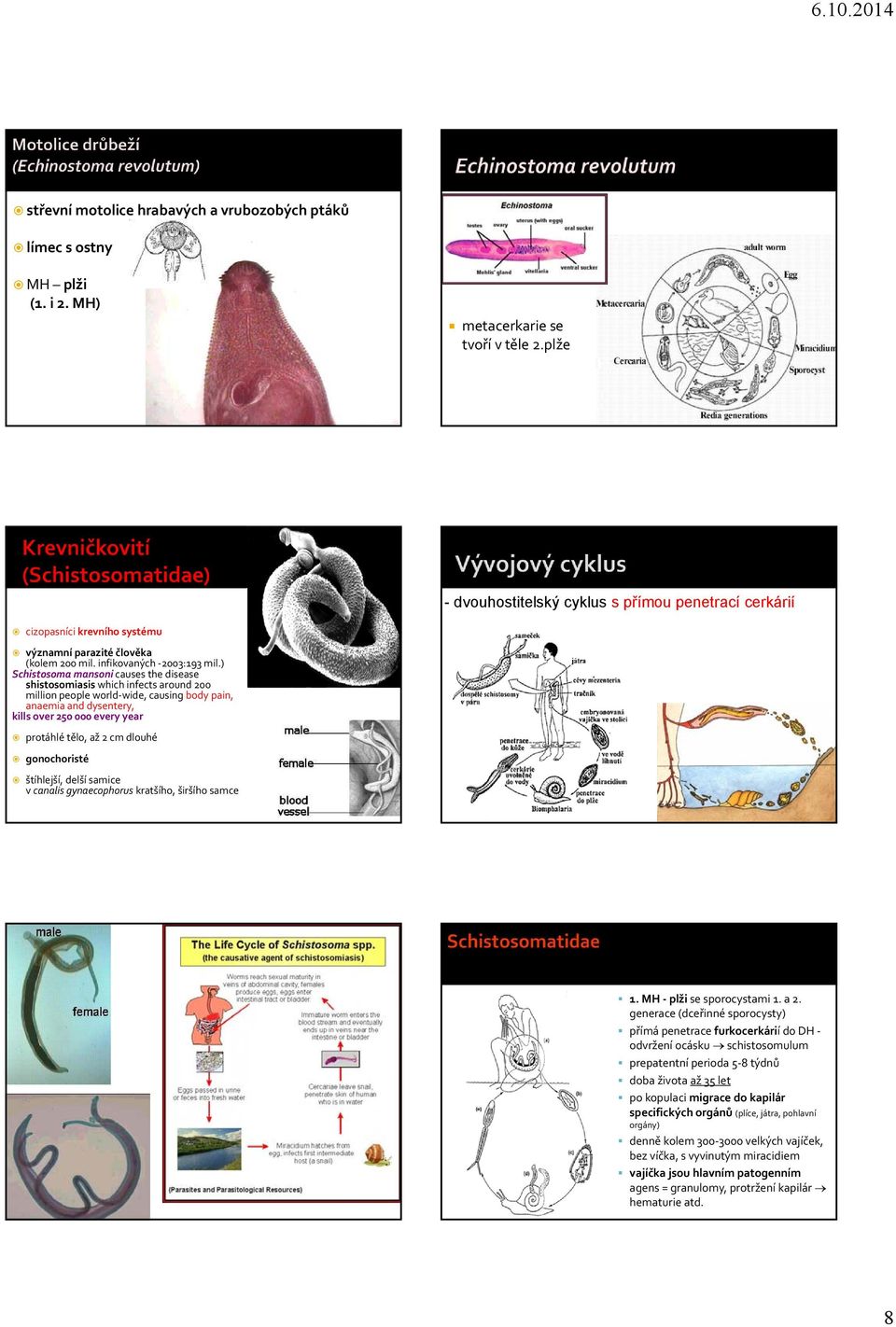 ) Schistosoma mansoni causes the disease shistosomiasis which infects around 200 million people world wide, causing body pain, anaemia and dysentery, kills over 250 000 every year protáhlé tělo, až 2