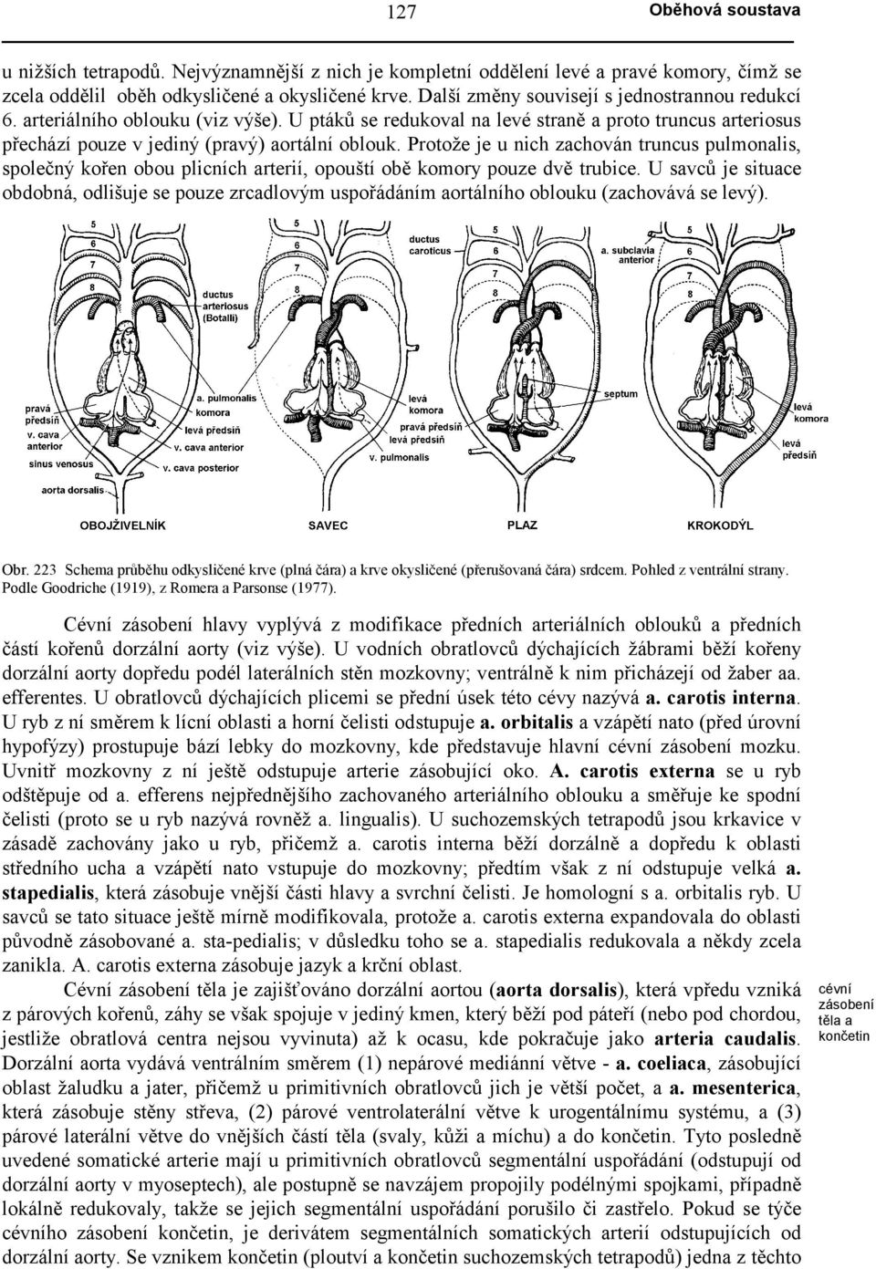 Protože je u nich zachován truncus pulmonalis, společný kořen obou plicních arterií, opouští obě komory pouze dvě trubice.