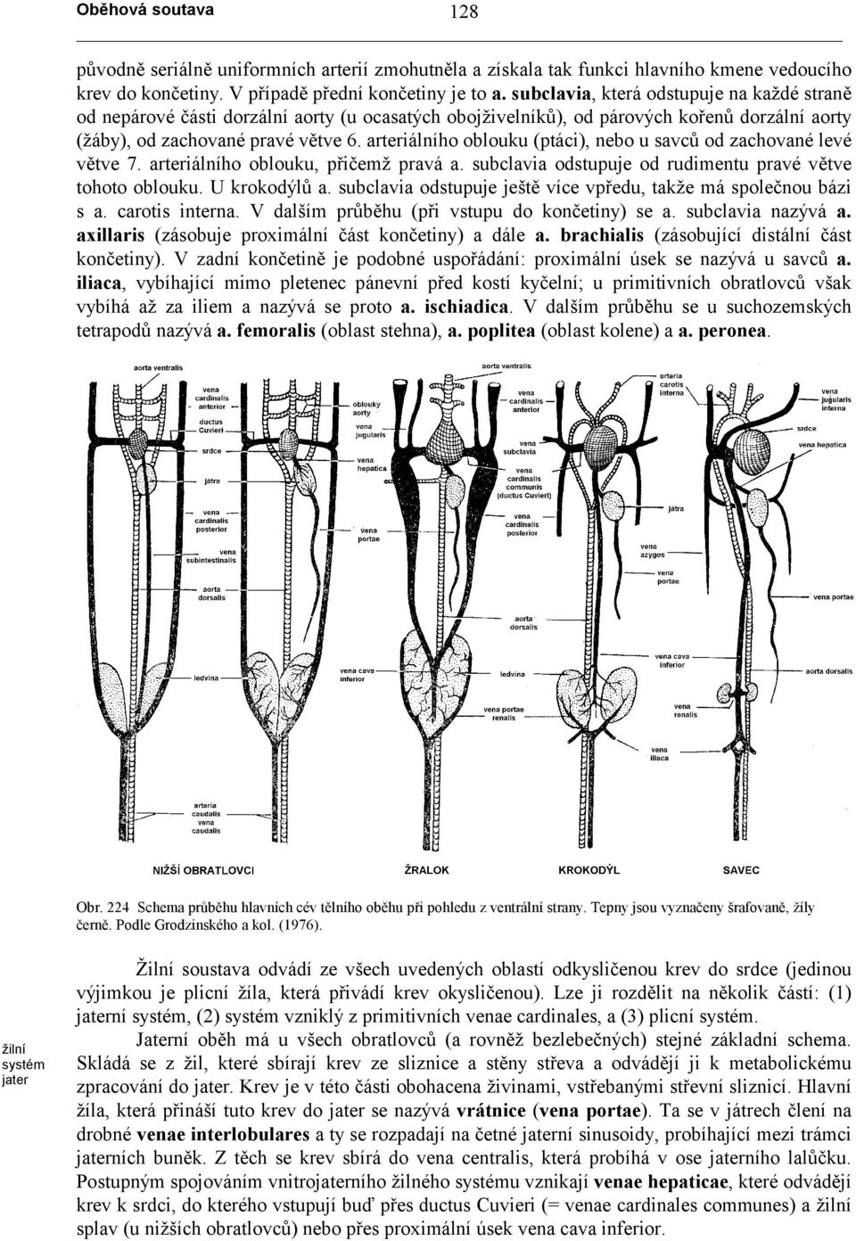 arteriálního oblouku (ptáci), nebo u savců od zachované levé větve 7. arteriálního oblouku, přičemž pravá a. subclavia odstupuje od rudimentu pravé větve tohoto oblouku. U krokodýlů a.