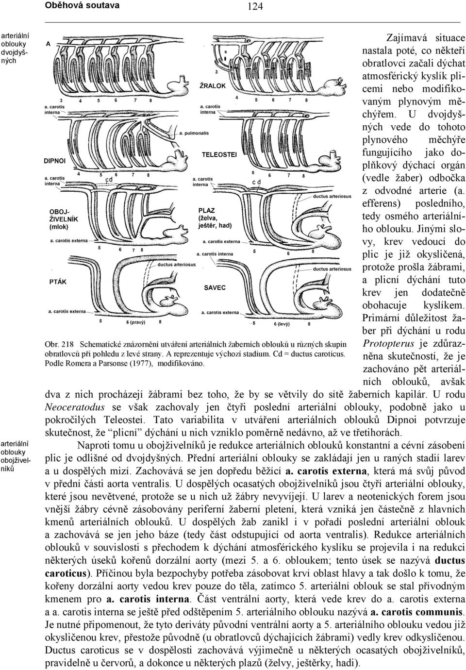 Podle Romera a Parsonse (1977), modifikováno. Zajímavá situace nastala poté, co někteří obratlovci začali dýchat atmosférický kyslík plicemi nebo modifikovaným plynovým měchýřem.