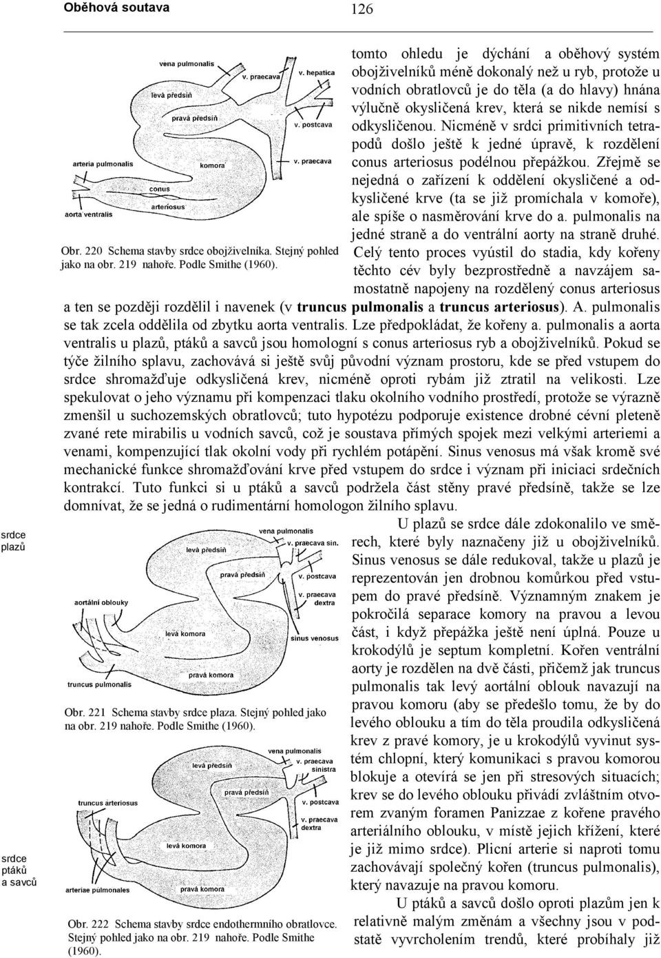 odkysličenou. Nicméně v srdci primitivních tetrapodů došlo ještě k jedné úpravě, k rozdělení conus arteriosus podélnou přepážkou.