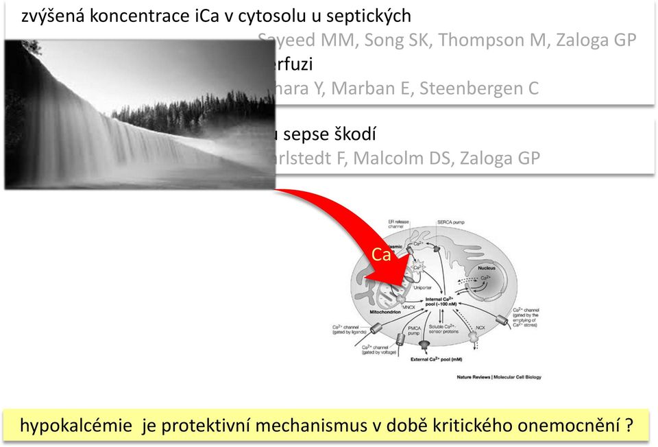 substituce kalcia v experimentu sepse škodí Carlstedt F, Malcolm DS,