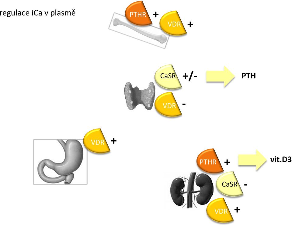 PTH VDR - VDR + PTHR