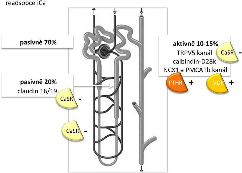 NCX1 a PMCA1b kanál CaSR - pasivně