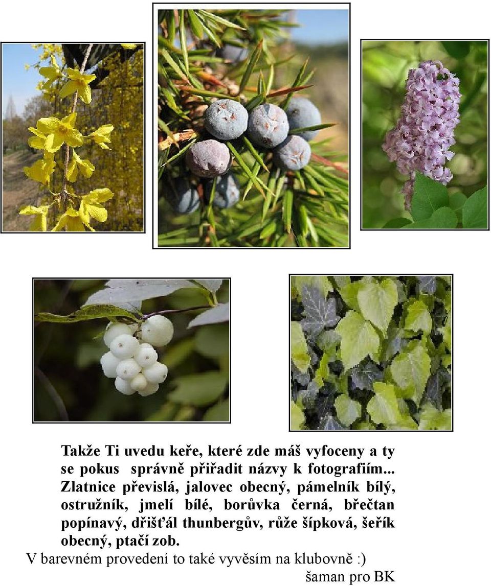 .. Zlatnice převislá, jalovec obecný, pámelník bílý, ostružník, jmelí bílé,