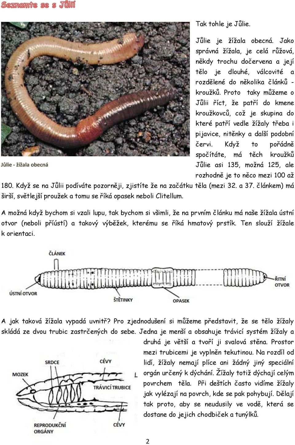 Když to pořádně spočítáte, má těch kroužků Jůlie - žížala obecná Jůlie asi 135, možná 125, ale rozhodně je to něco mezi 100 až 180.