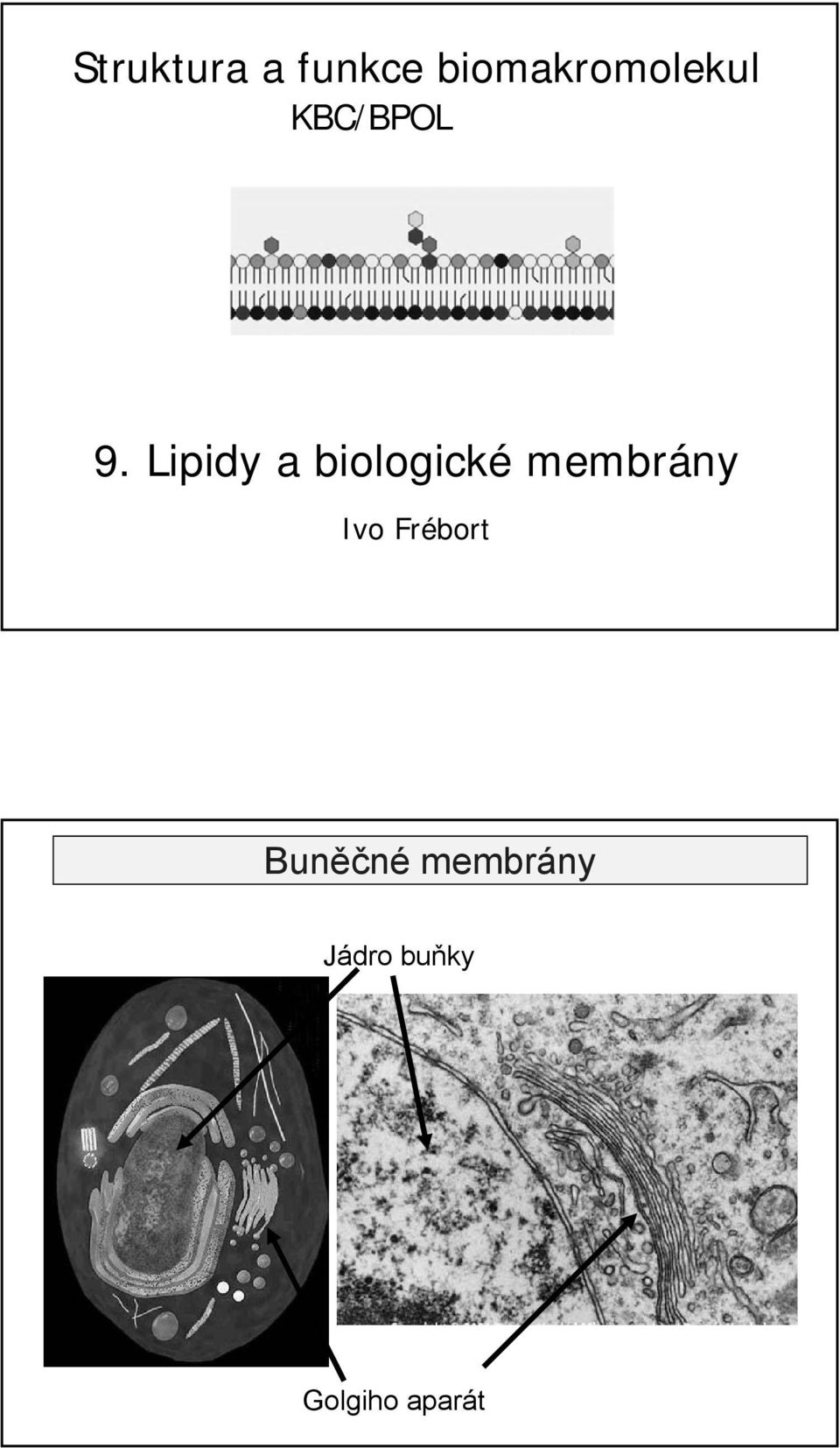 Lipidy a biologické membrány Ivo