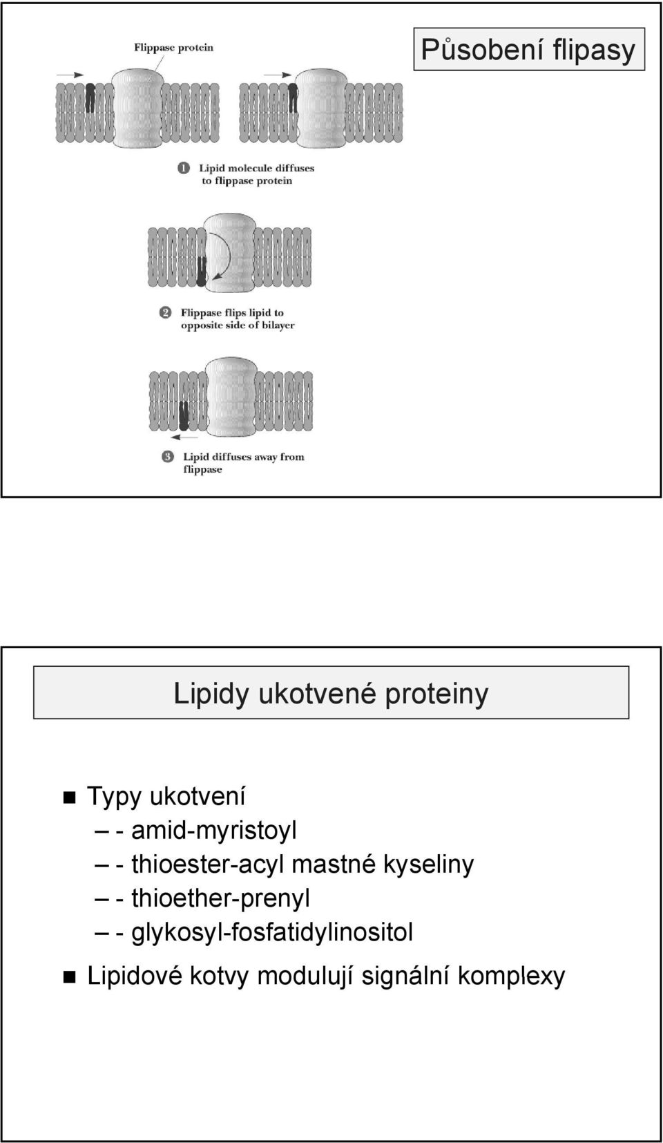 mastné kyseliny - thioether-prenyl -