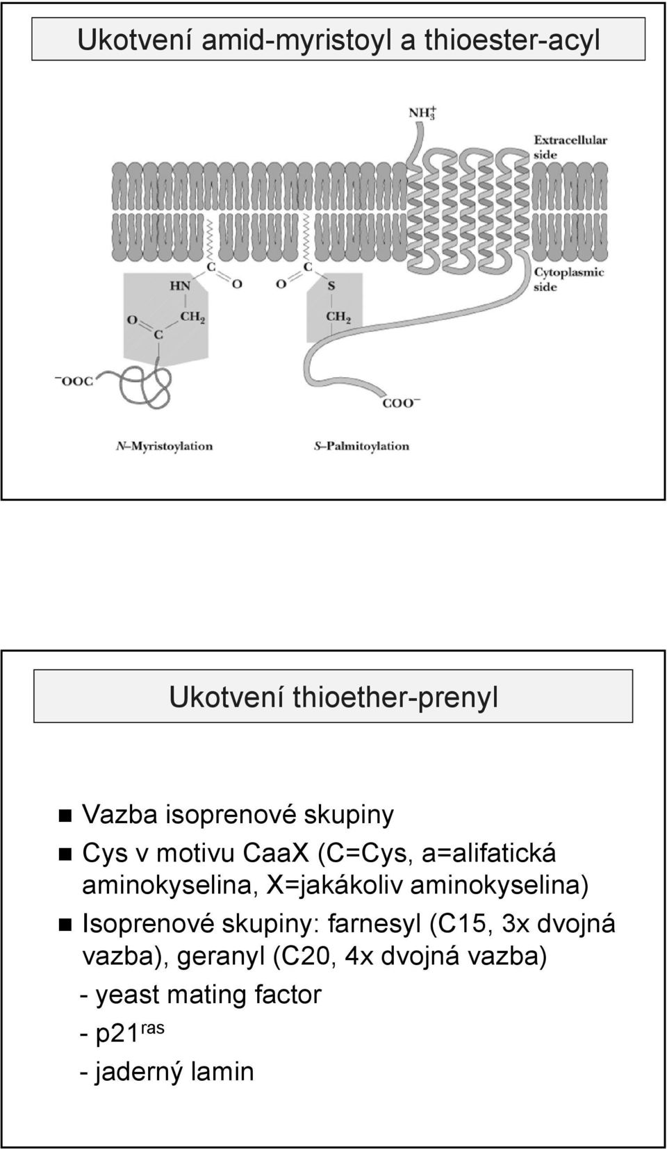 X=jakákoliv aminokyselina) Isoprenové skupiny: farnesyl (C15, 3x dvojná