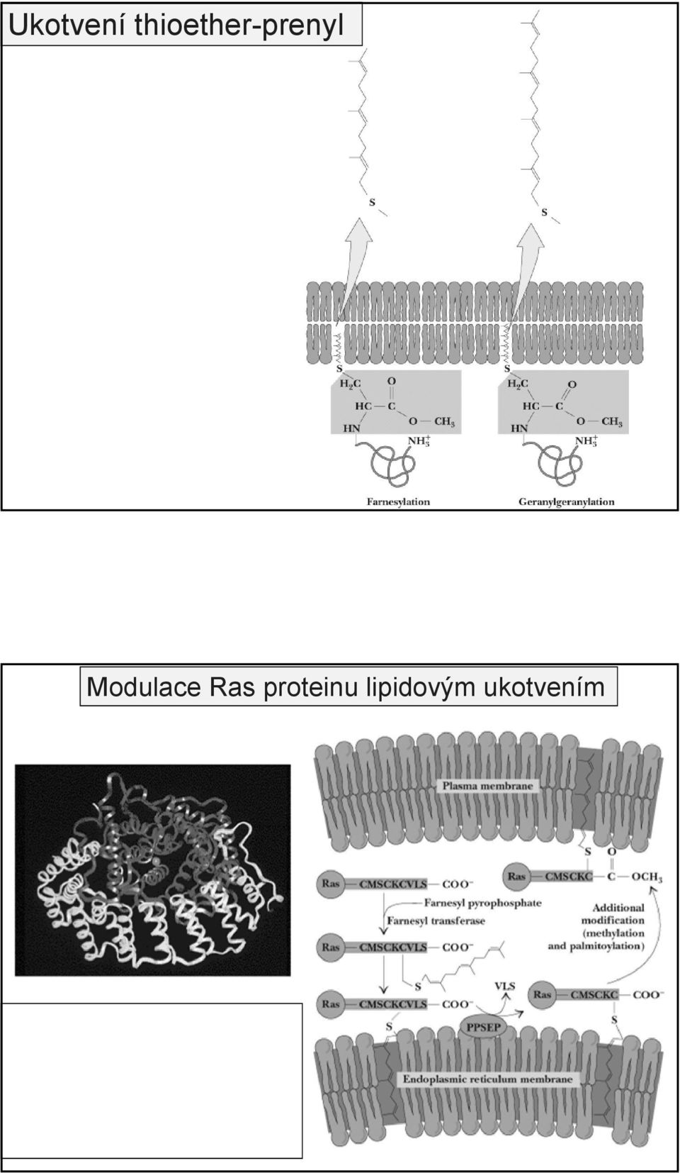 Modulace Ras