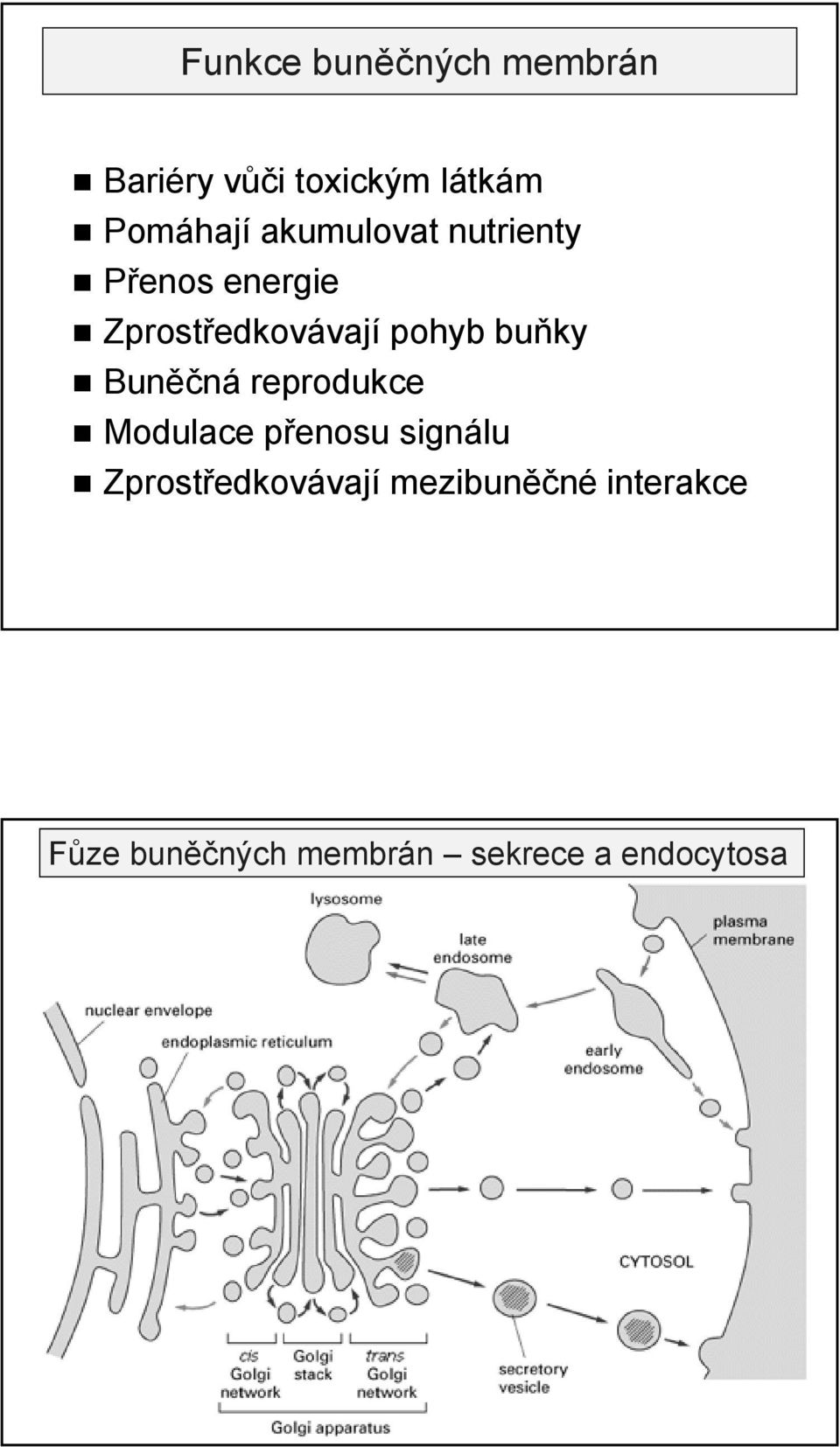 buňky Buněčná reprodukce Modulace přenosu ř signálu