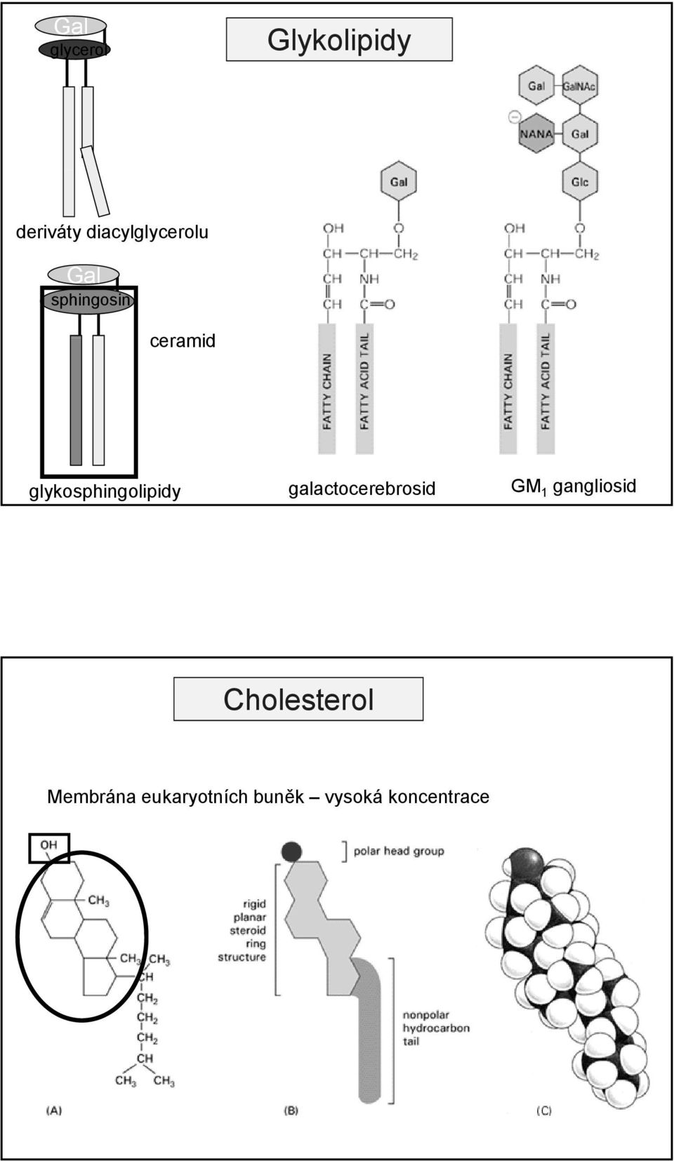 glykosphingolipidy galactocerebrosid GM 1