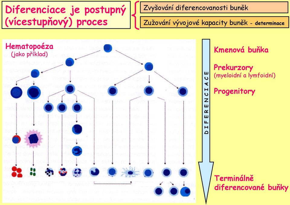 determinace Hematopoéza (jako příklad) Kmenová buňka D I F E R E N