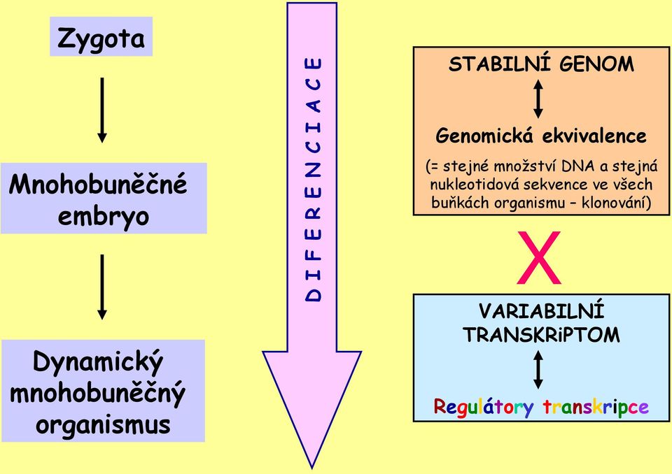 stejné množství DNA a stejná nukleotidová sekvence ve všech