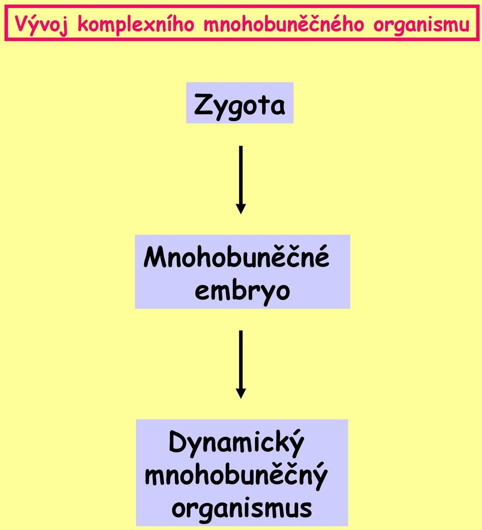 Zygota Mnohobuněčné