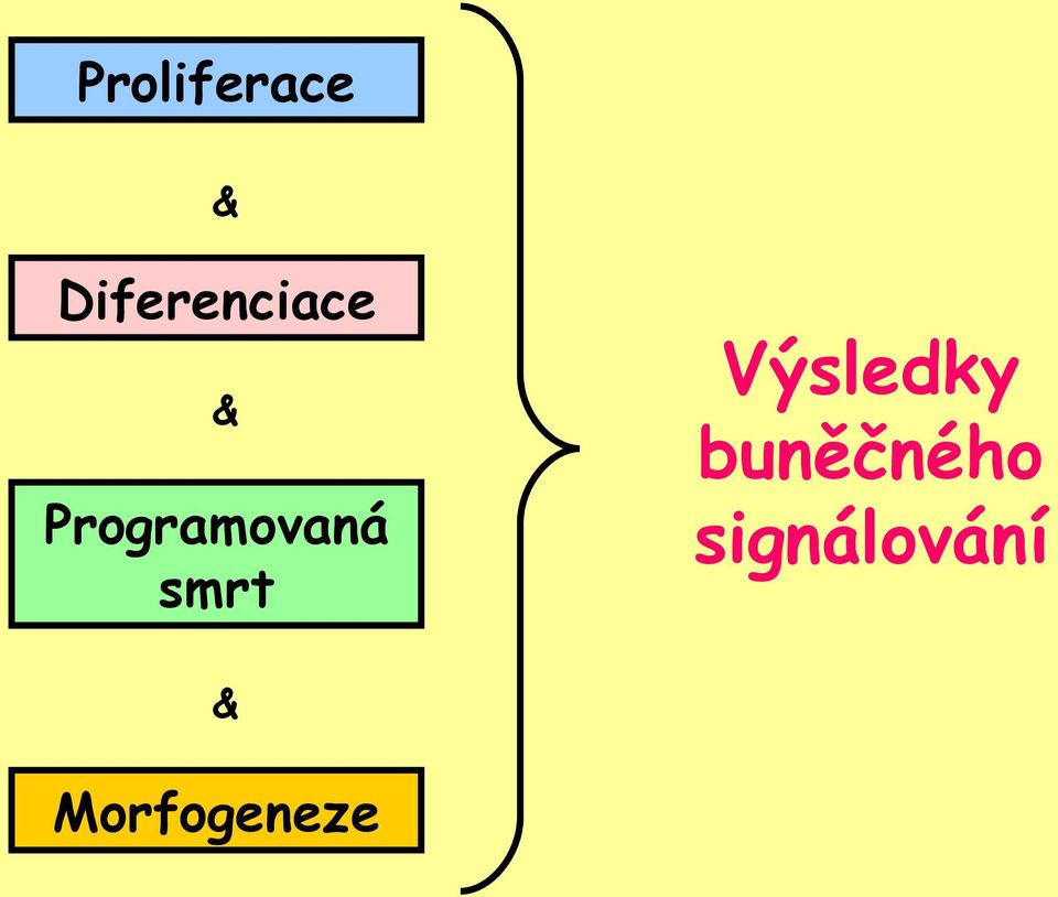 Programovaná smrt