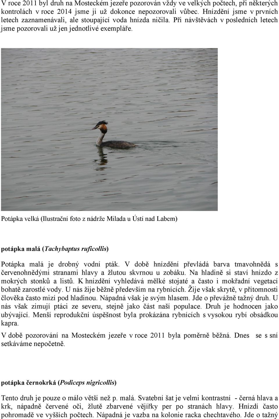 Potápka velká (Ilustrační foto z nádrže Milada u Ústí nad Labem) potápka malá (Tachybaptus ruficollis) Potápka malá je drobný vodní pták.