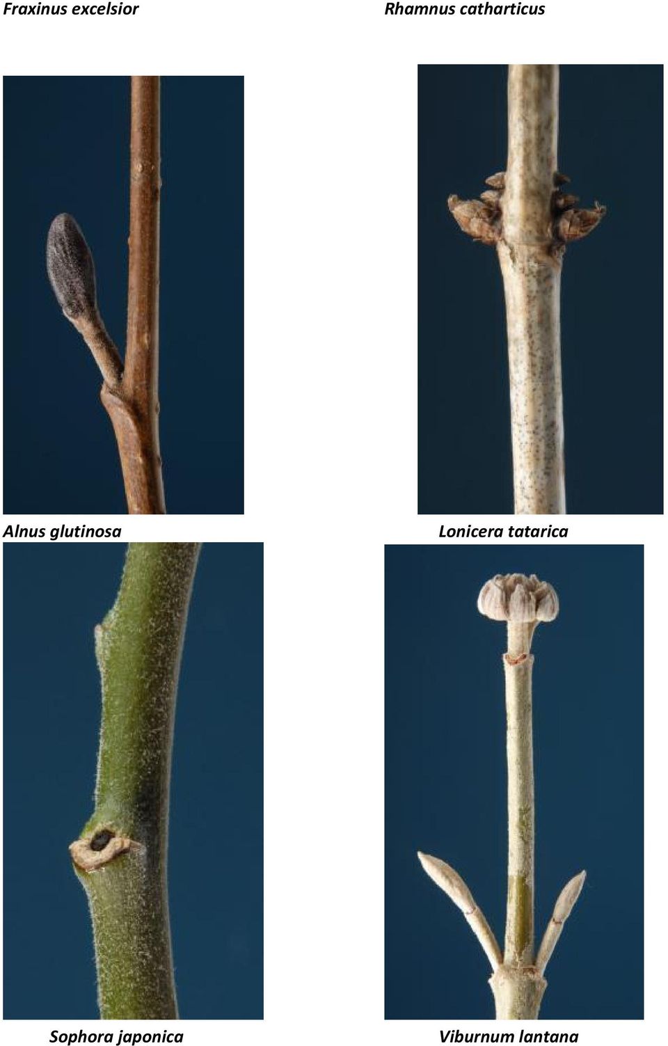 glutinosa Lonicera