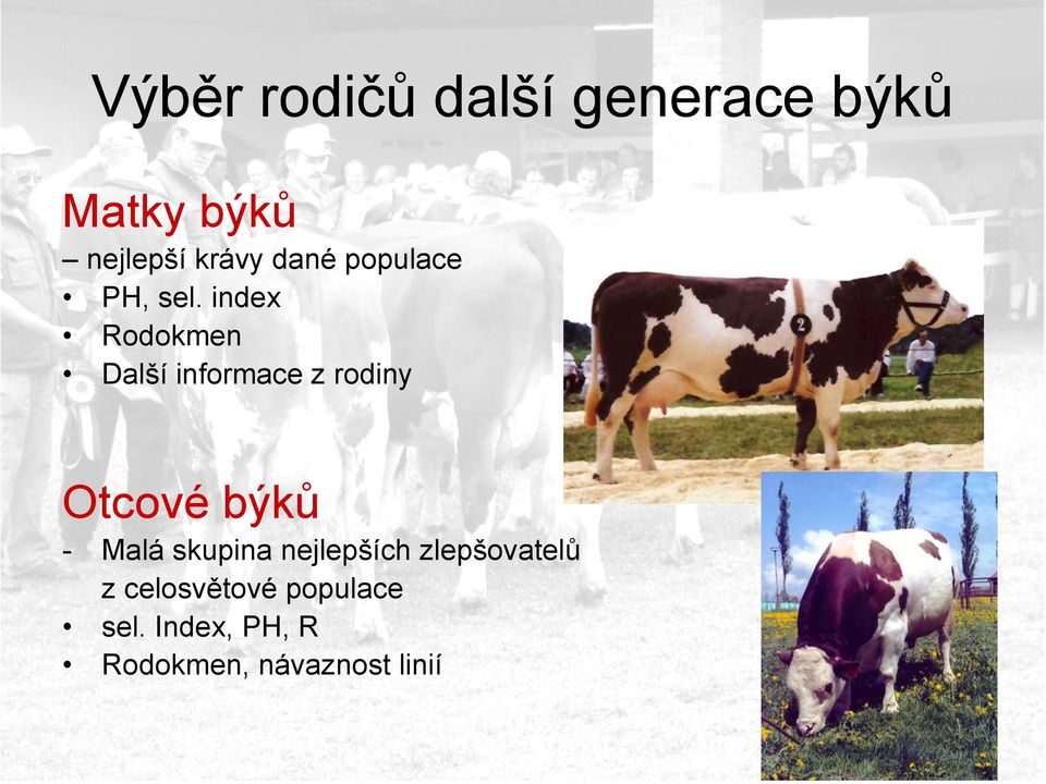 index Rodokmen Další informace z rodiny Otcové býků - Malá