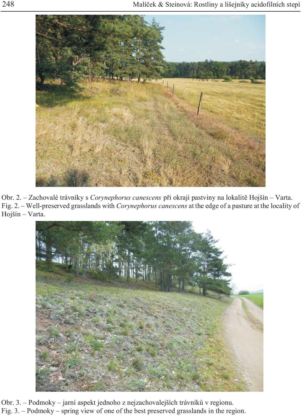 Well-preserved grasslands with Corynephorus canescens at the edge of a pasture at the locality of Hojšín Varta.