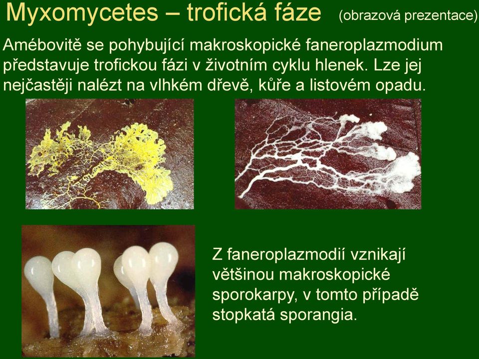 hlenek. Lze jej nejčastěji nalézt na vlhkém dřevě, kůře a listovém opadu.