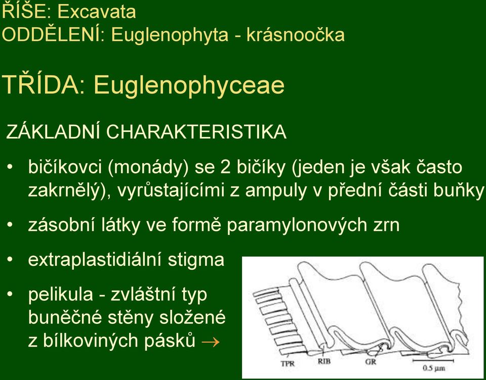 vyrůstajícími z ampuly v přední části buňky zásobní látky ve formě paramylonových