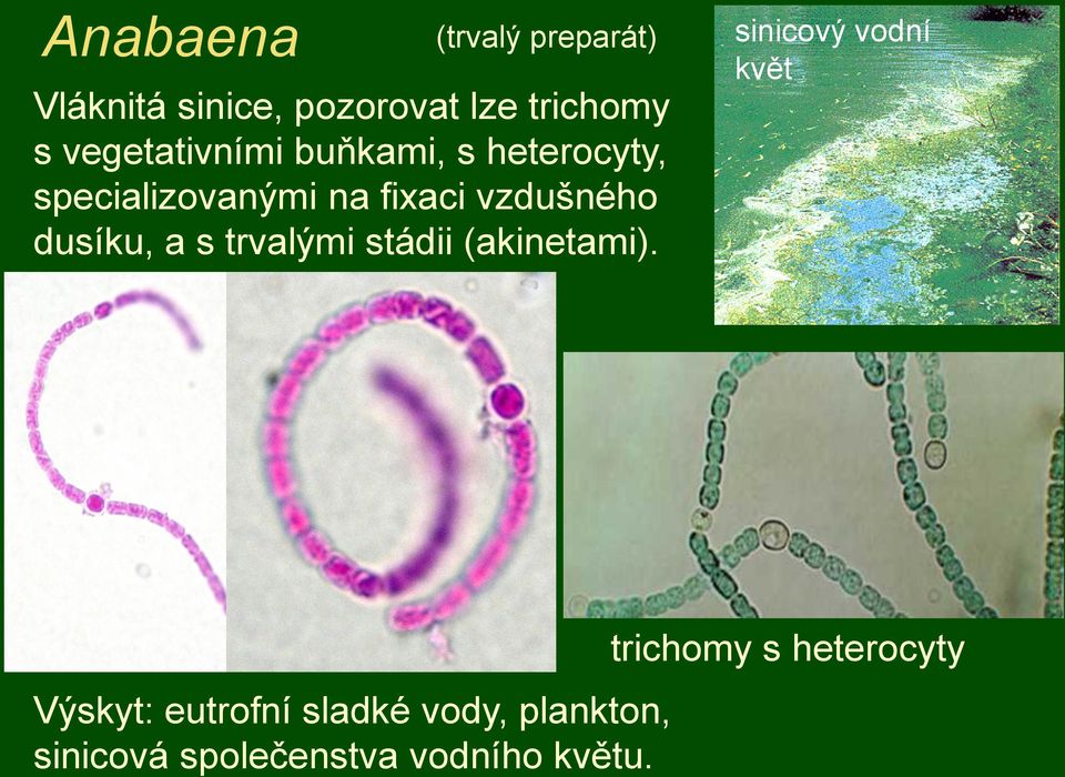 dusíku, a s trvalými stádii (akinetami).