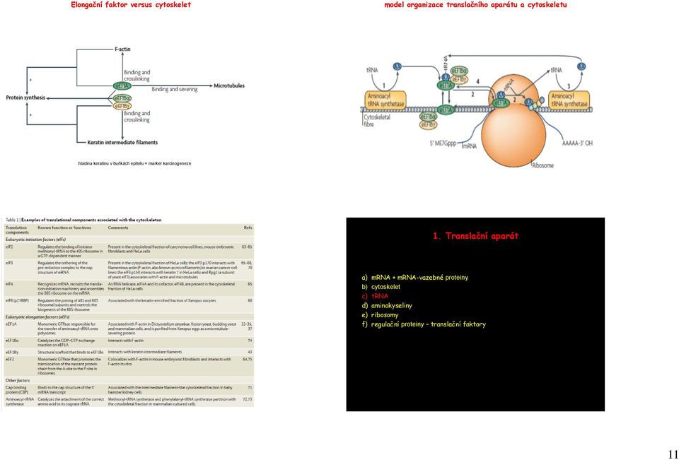 1. Translační aparát a) mrna + mrna-vazebné proteiny b) cytoskelet c)