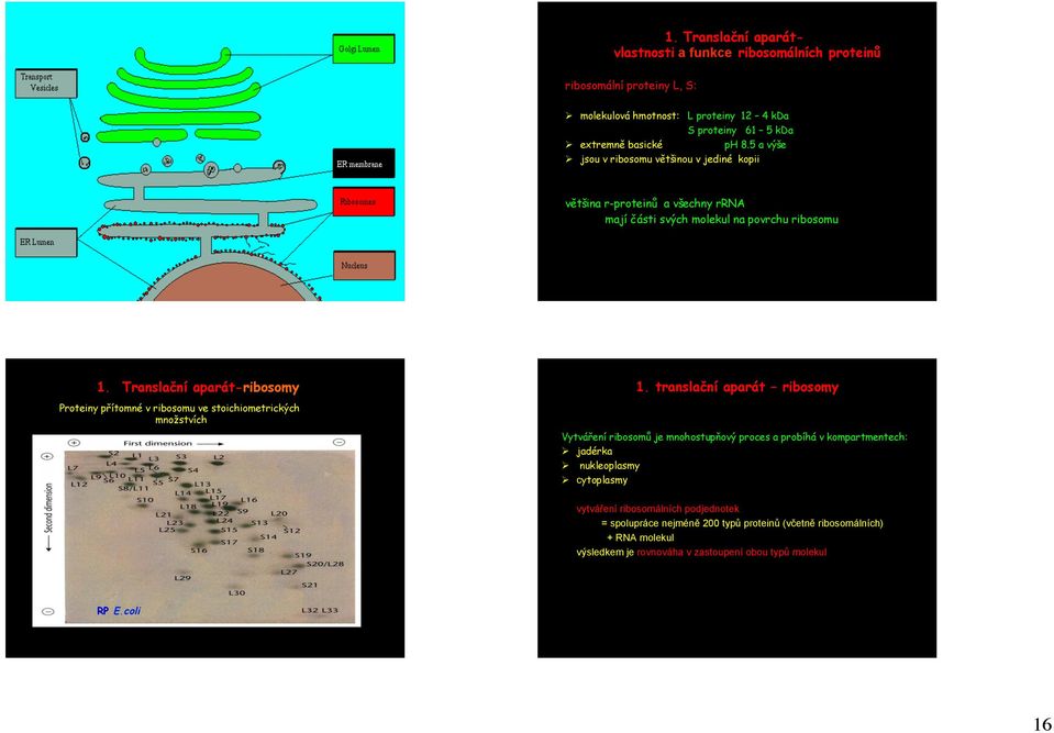 Translační aparát-ribosomy Proteiny přítomné v ribosomu ve stoichiometrických množstvích 1.