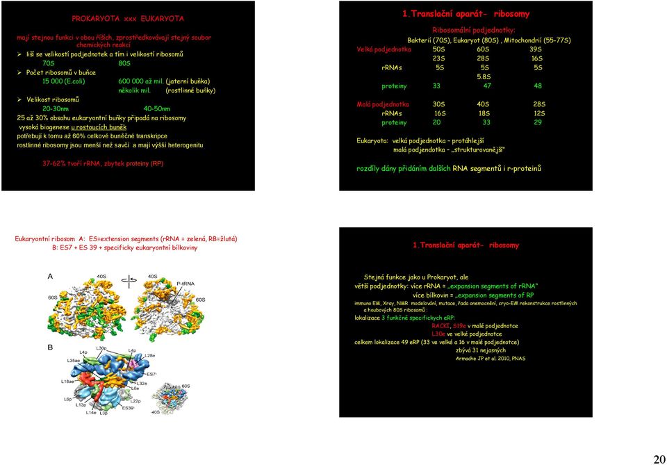 (rostlinné buńky) Ø Velikost ribosomů 20-30nm 40-50nm 25 až 30% obsahu eukaryontní buňky připadá na ribosomy vysoká biogenese u rostoucích buněk potřebují k tomu až 60% celkové buněčné transkripce