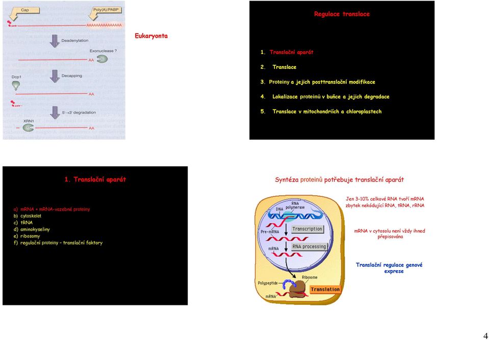 Translační aparát Syntéza proteinů potřebuje translační aparát a) mrna + mrna-vazebné proteiny b) cytoskelet c) trna d) aminokyseliny e)