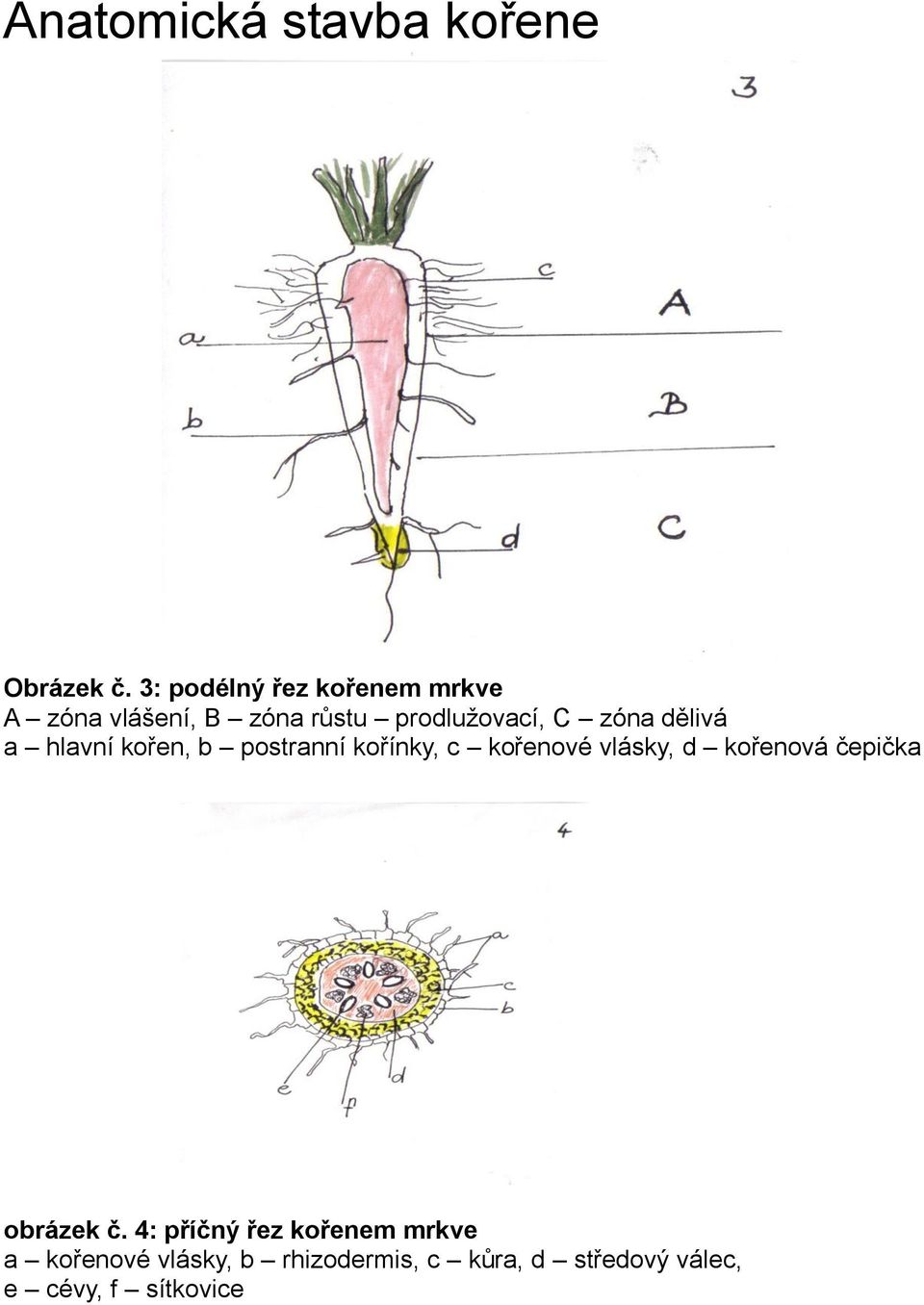 dělivá a hlavní kořen, b postranní kořínky, c kořenové vlásky, d kořenová