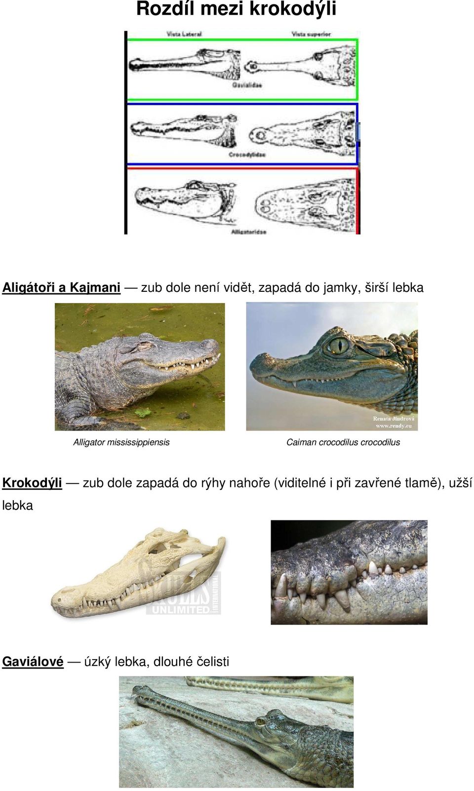 crocodilus crocodilus Krokodýli zub dole zapadá do rýhy nahoře