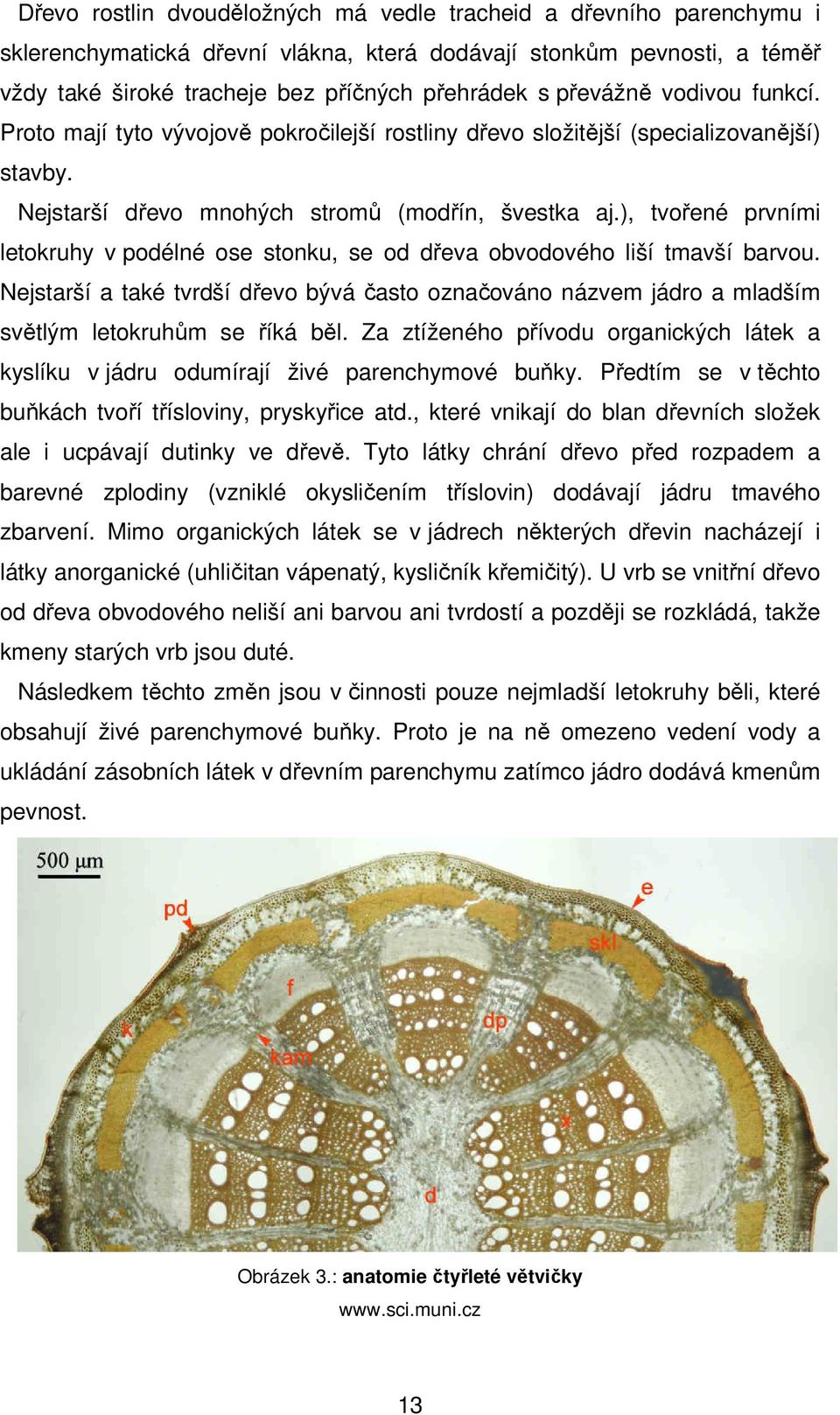 ), tvořené prvními letokruhy v podélné ose stonku, se od dřeva obvodového liší tmavší barvou. Nejstarší a také tvrdší dřevo bývá často označováno názvem jádro a mladším světlým letokruhům se říká běl.