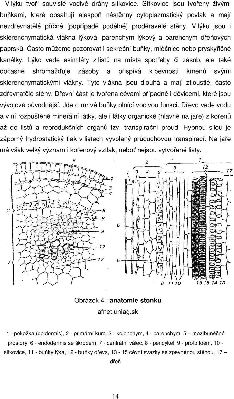 V lýku jsou i sklerenchymatická vlákna lýková, parenchym lýkový a parenchym dřeňových paprsků. Často můžeme pozorovat i sekreční buňky, mléčnice nebo pryskyřičné kanálky.