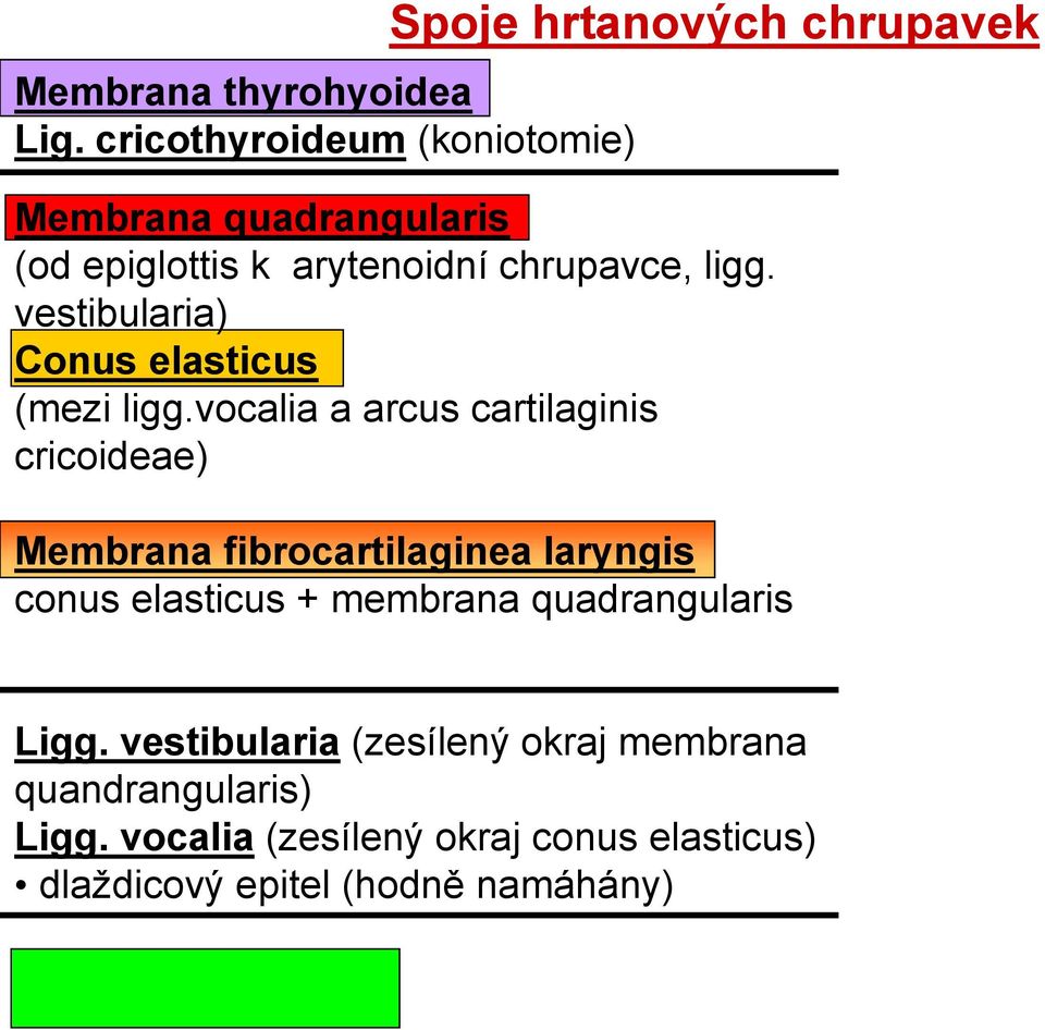 chrupavce, ligg. vestibularia) Conus elasticus (mezi ligg.