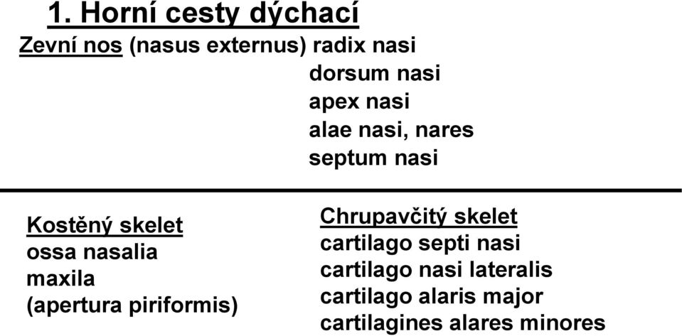 nasalia maxila (apertura piriformis) Chrupavčitý skelet cartilago