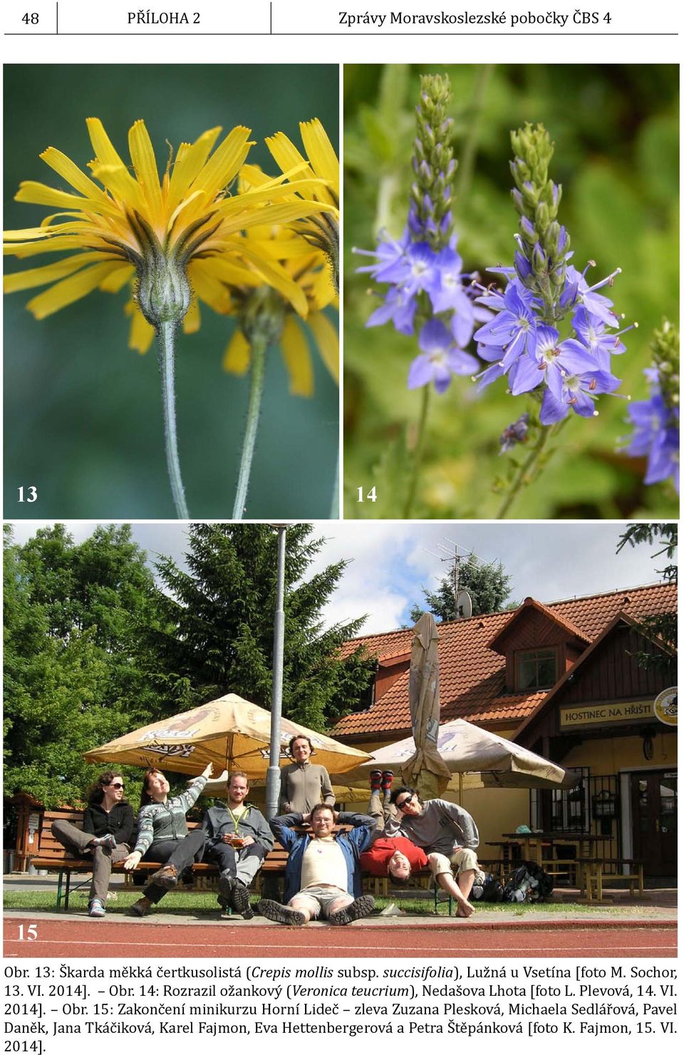 14: Rozrazil ožankový (Veronica teucrium), Nedašova Lhota [foto L. Plevová, 14. VI. 2014]. Obr.