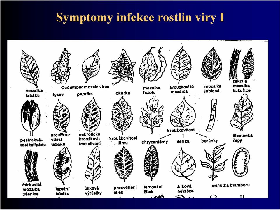 rostlin