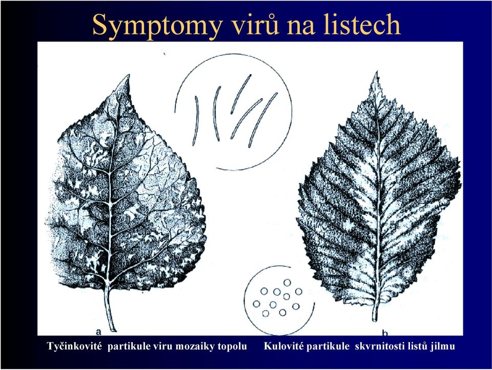 mozaiky topolu Kulovité