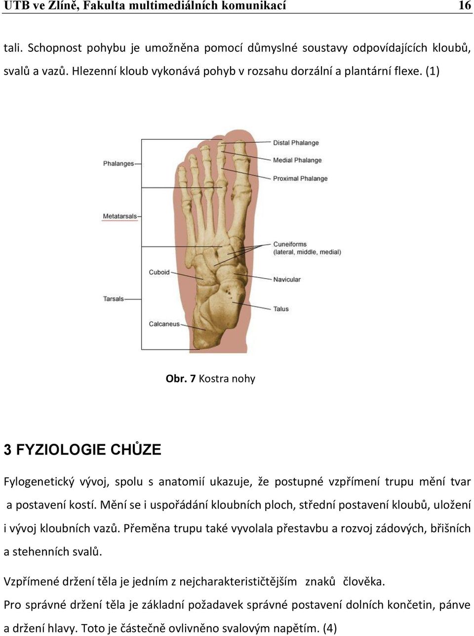 7 Kostra nohy 3 FYZIOLOGIE CHŮZE Fylogenetický vývoj, spolu s anatomií ukazuje, že postupné vzpřímení trupu mění tvar a postavení kostí.