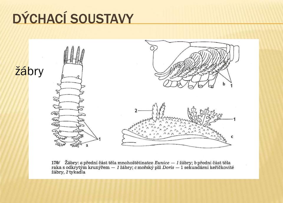 žábry